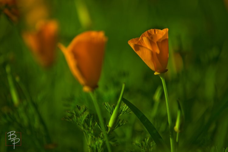 [IMG_0612_1.JPG]