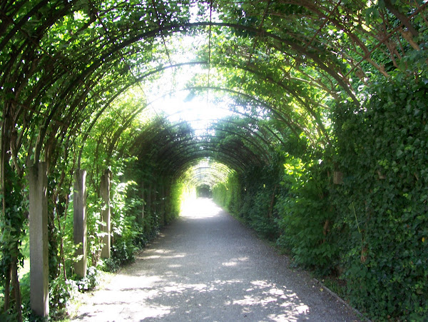 The Ivy Tunnel at Mirabel Gardens in Salzburg Austria