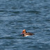 Angle Area - Red Crested Pochard