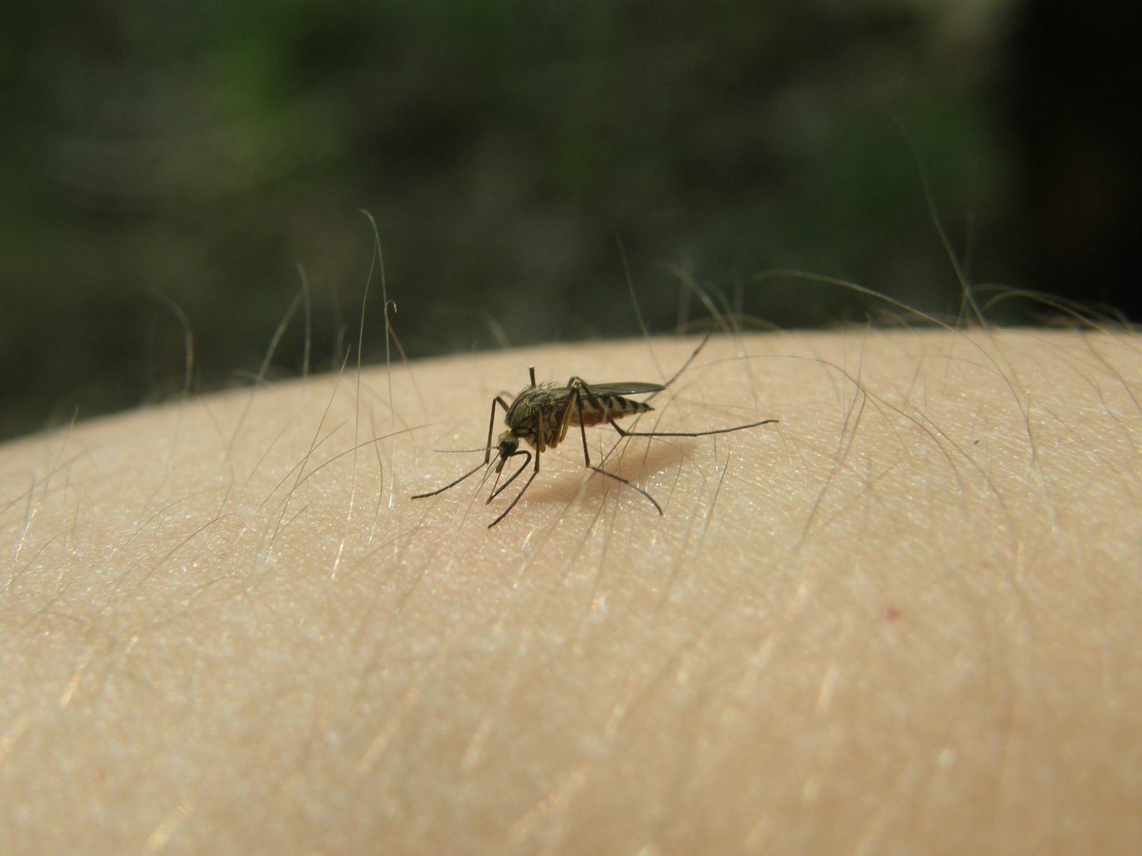 [Doskwiera+(Aedes+spp.).JPG]