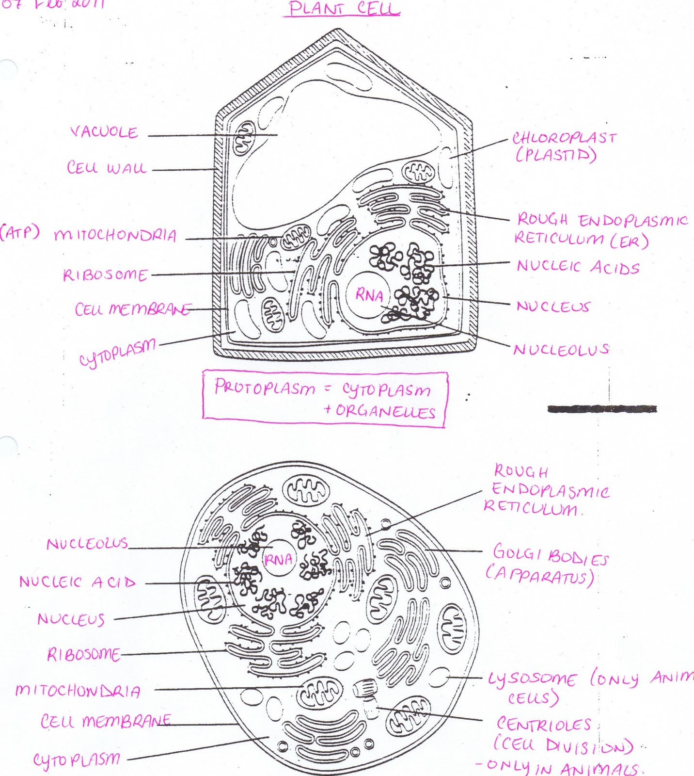 All Saints Online  Plant And Animal Cell Diagrams