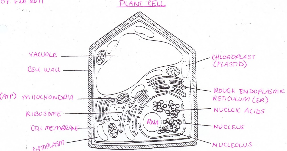 All Saints Online: Plant and Animal Cell Diagrams