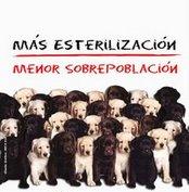 MAS ESTERILIZACIONES, TE INVITAMOS A DISMINUIR LA SOBREPOBLACION. INFORMATE!!!!