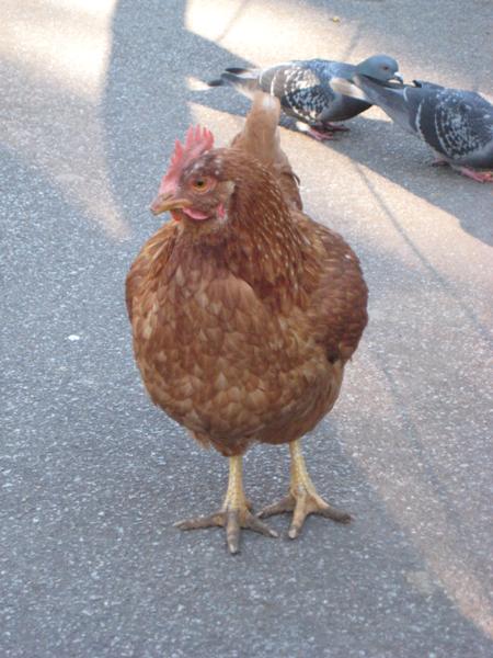 [Chicken.jpg]