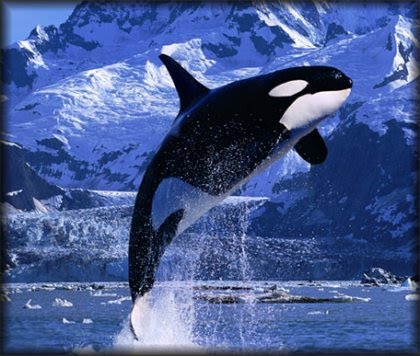 [killer_whale.bmp]