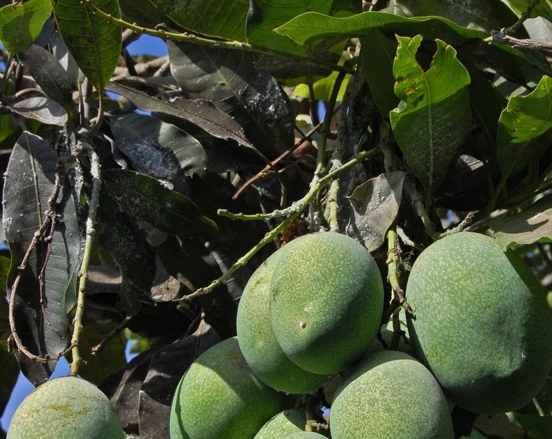 BUDIDAYA MANGGA | SEKEDAR INFO