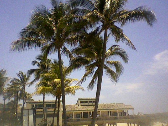 [Coconut-Palms-DeerfieldBeachFL-10June2009.JPG]