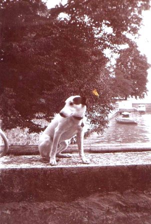 Le chien de la famille dans le port de la villa Moynier