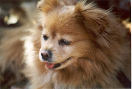 My Poochie