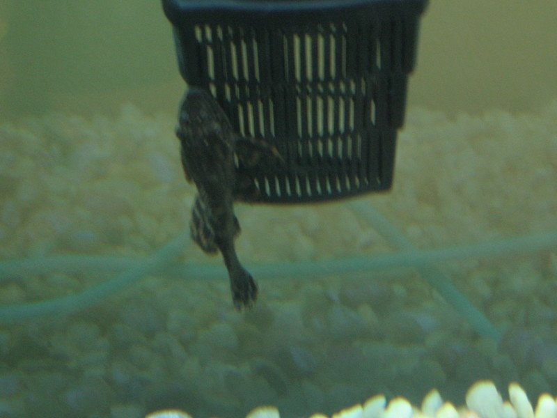 [algae.bmp]