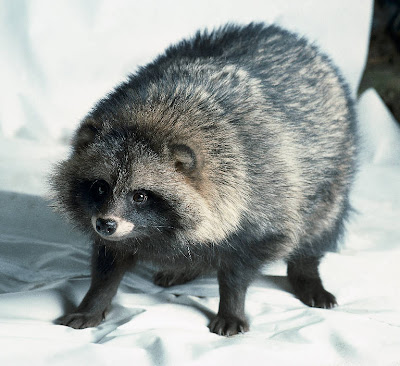 The featured Creature Raccoon+dog+1a