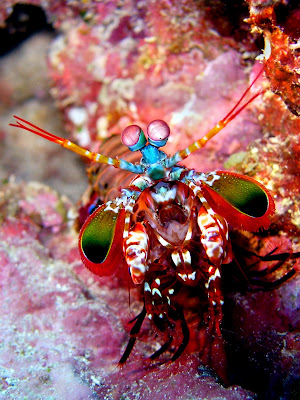 peacock shrimp, mantis shrimp