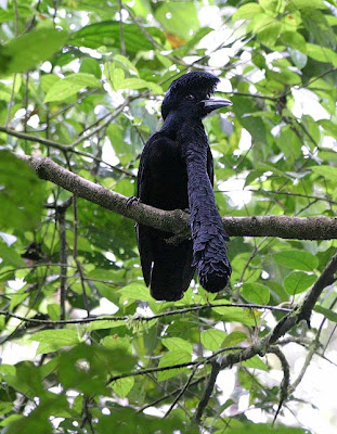 long wattled umbrellabird