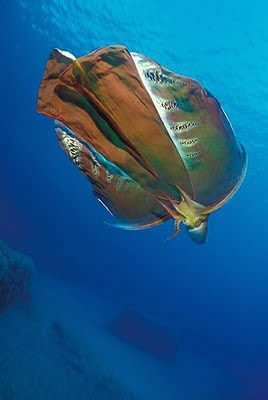 blanket octopus