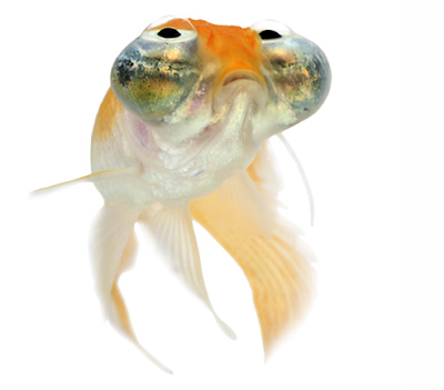 celestial eye goldfish