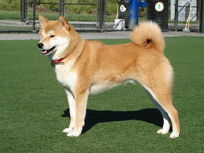 Smiling Shiba Inu