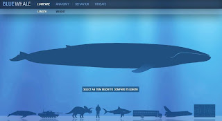 http://3.bp.blogspot.com/_jhhJghwNlgo/SgmiXyesFNI/AAAAAAAABUk/zfA6uifw29E/s400/blue+whale+facts.JPG