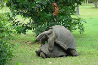 Turtle Love - Making Love in a Garden