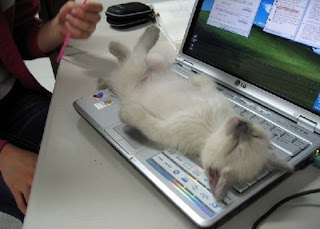 Cat sleeping on Computer