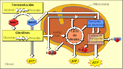 CICLO DE LA PRODUCCION DE ATP