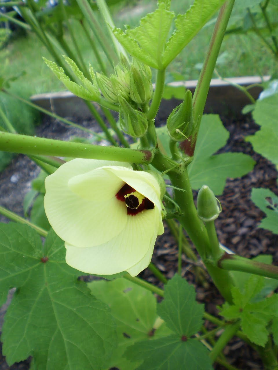 A Beginner's Garden Okra blooms