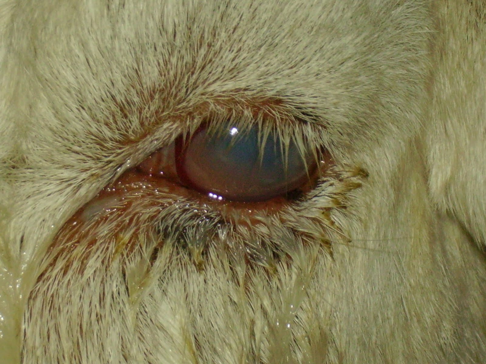 pink eye cattle