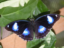 I love butterflys too