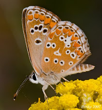 Lengua animada