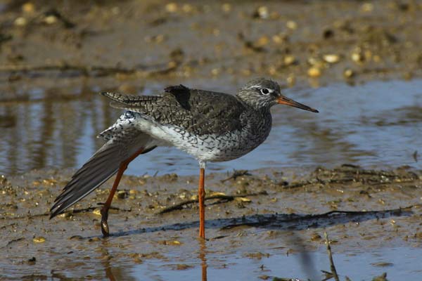 [IMG_8828-Common-Redshank.jpg]
