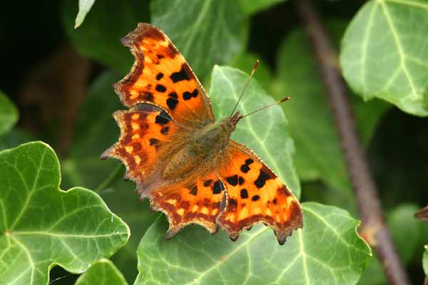 [IMG_4620-Comma.jpg]