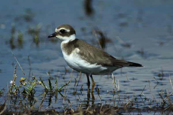 [IMG_0215-Ringed-Plover.jpg]