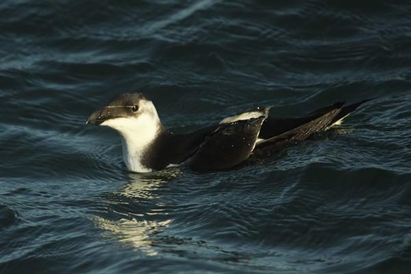 [IMG_5928-Razorbill.jpg]