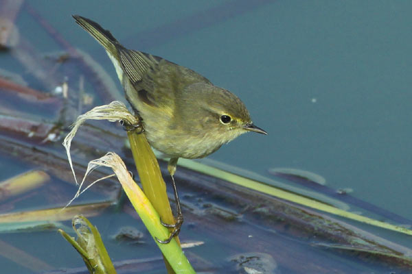 [IMG_6324-Chiffchaff.jpg]