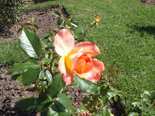 Foto que sacó Anna Tchi.