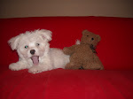 Pippin Sends You Puppy Smiles