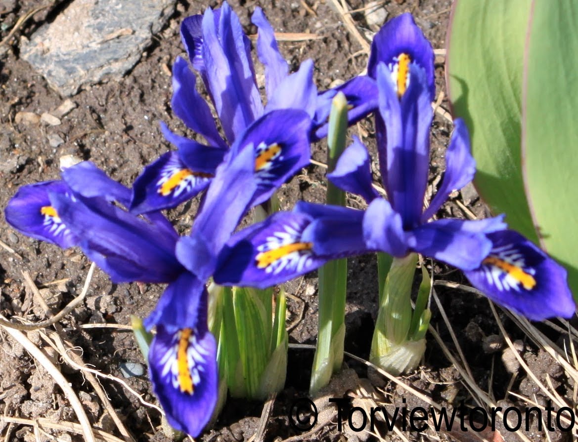 Torviewtoronto Mini iris