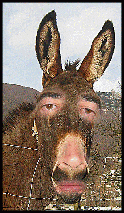 [burro.gif]