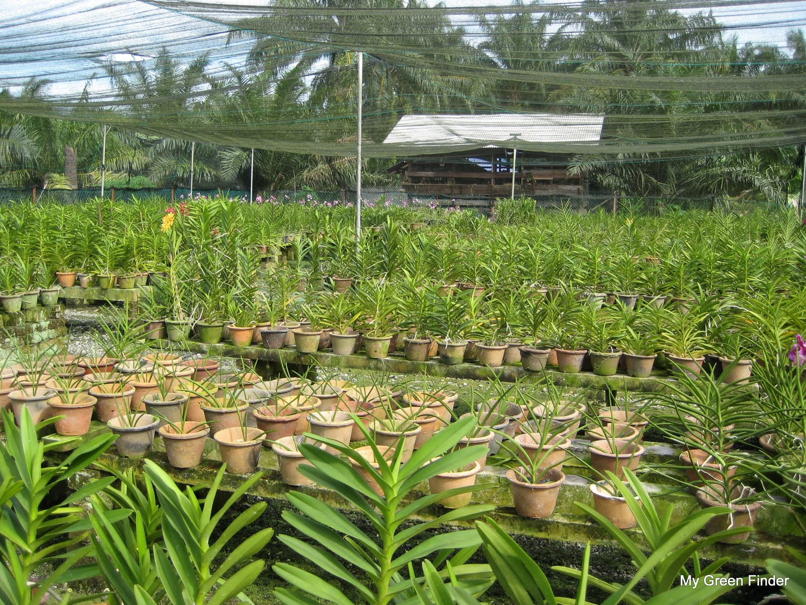 Orchid Nursery