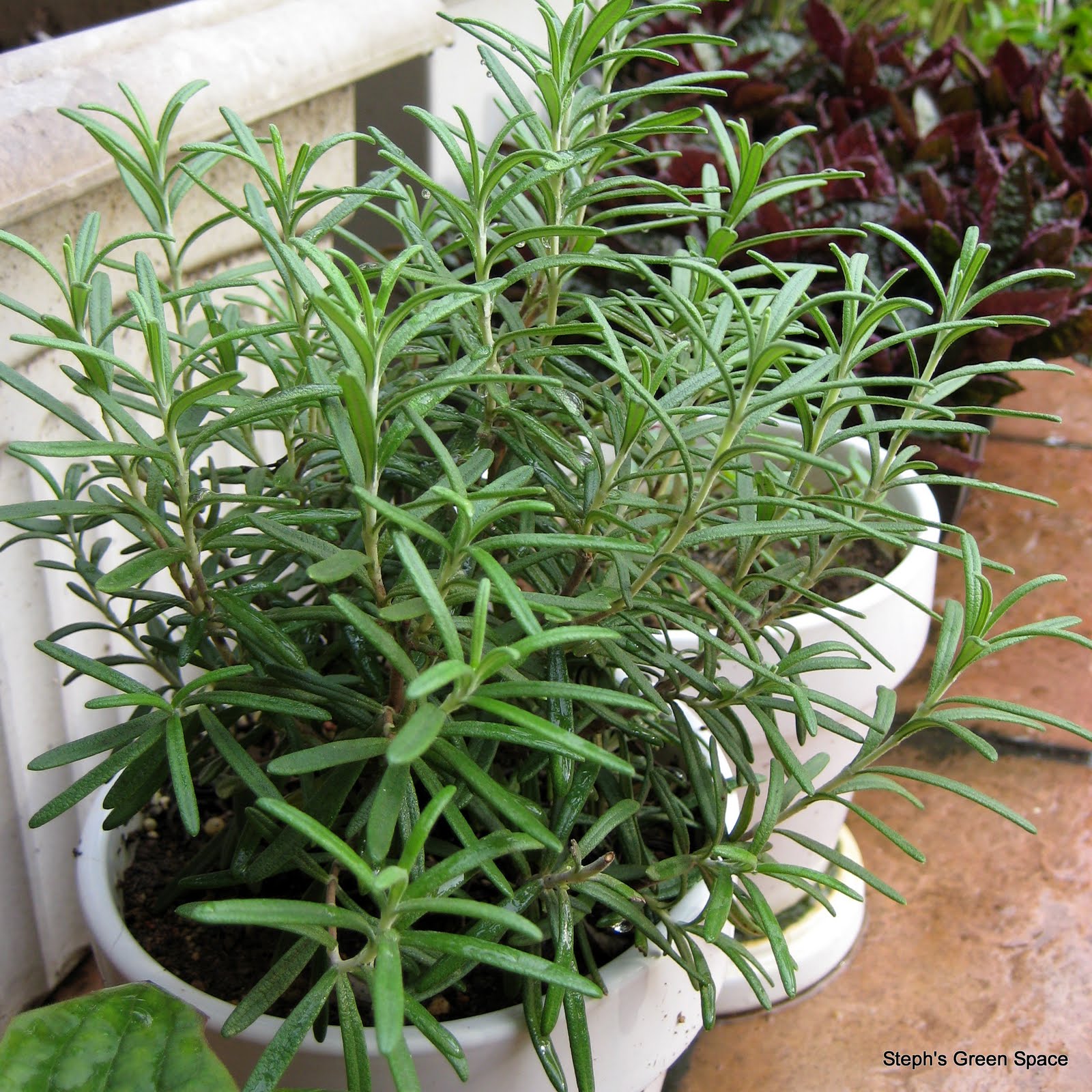 STEPH'S GREEN SPACE My Green Stories My Garden Rosemary & Mint