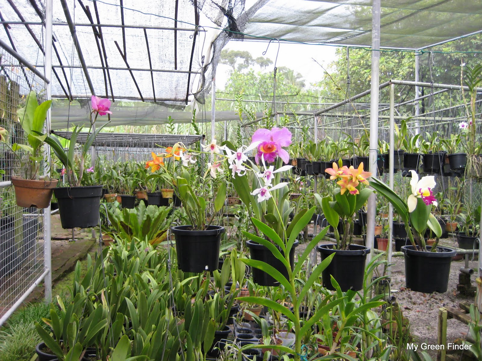 MY GREEN FINDER Plant Vendors Life Style Orchids Nursery