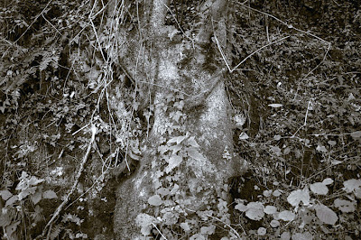 arbre, racines, tree roots, photo dominique houcmant aka goldo graphisme