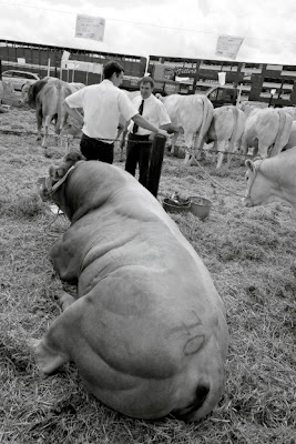 Ulysse, taureau de la race blonde d'aquitaine, foire de Libramont 2007, photo © dominique houcmant