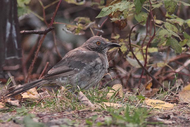 Christian Artuso: Birds, Wildlife: Curve-billed Thrasher in Manitoba