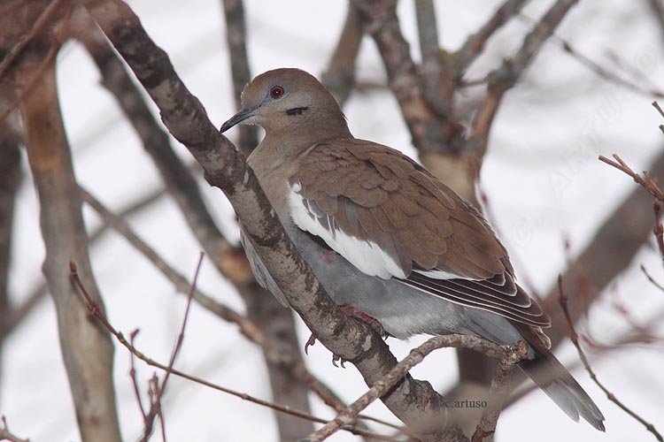 Christian Artuso Birds, Wildlife Whitewinged Dove in Manitoba