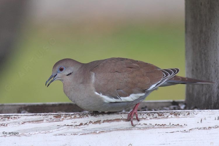 Christian Artuso Birds, Wildlife Whitewinged Dove in Manitoba
