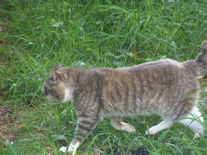Gray HalfTail Guy, Feral Cat Photo of the Day The Feral Life Cat Blog