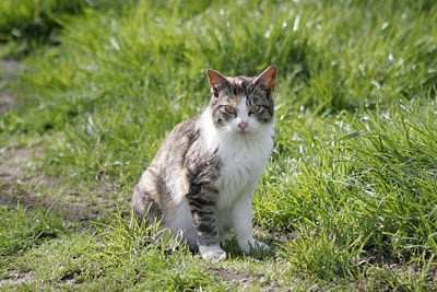 calico tabby behavior calico tabby behavior
