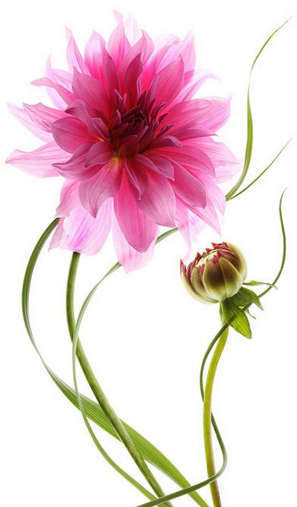 FoxyLoad Amazing Flower Art