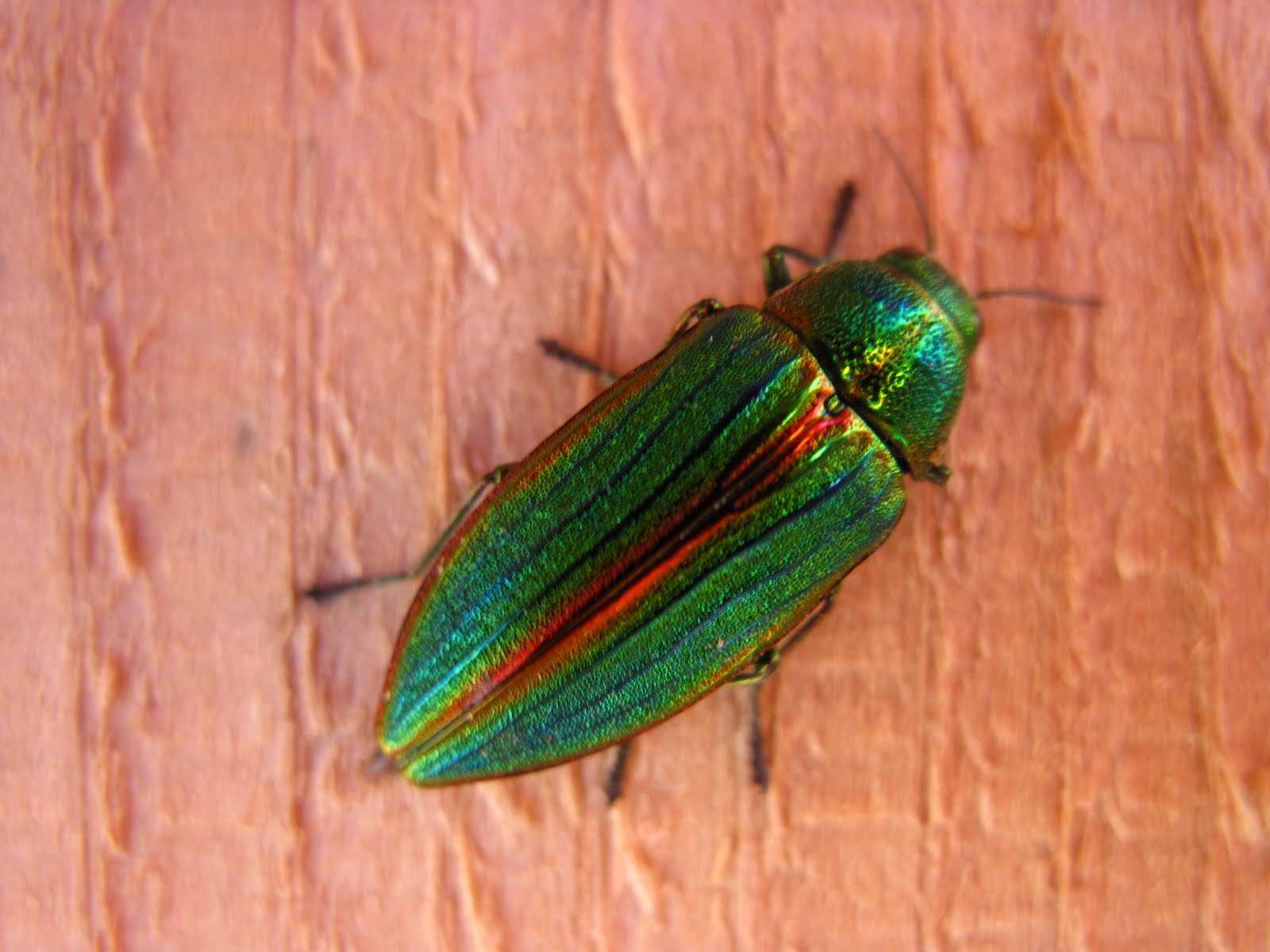Bella Coola Blog Metallic Wood Boring Beetle