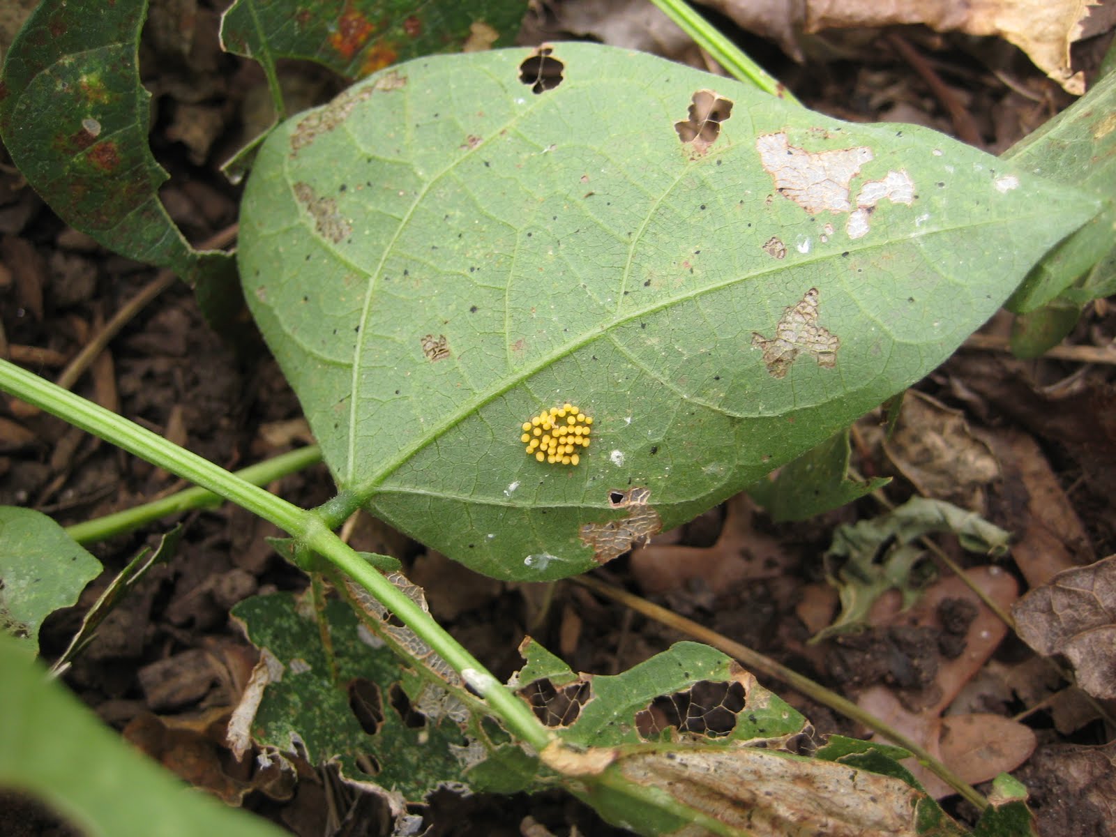 ATLANTA VEGGIES Mexican Bean Beetles